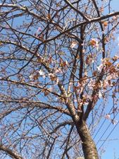 2013sakura-2.jpg