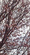 2014cherryblossoms.jpg