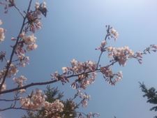 sakura2015-1.jpg