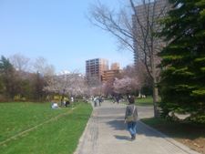 sakura2015-2.jpg