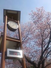 sakura2015-3.jpg