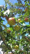 autum2015-2.jpg