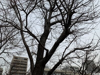 札幌管区気象台　桜①_R.jpg