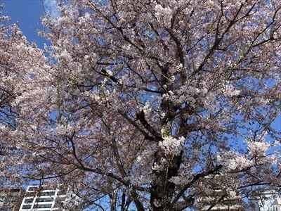 0426桜_R.jpg