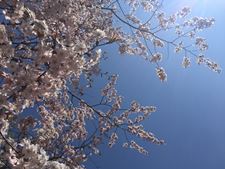 IMG_1242.jpg
