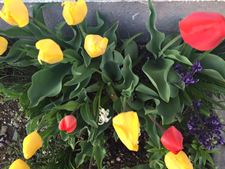 IMG_1251.jpg