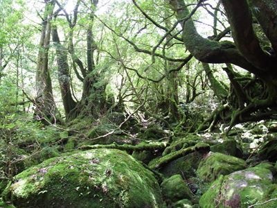 yakushima_R.JPG