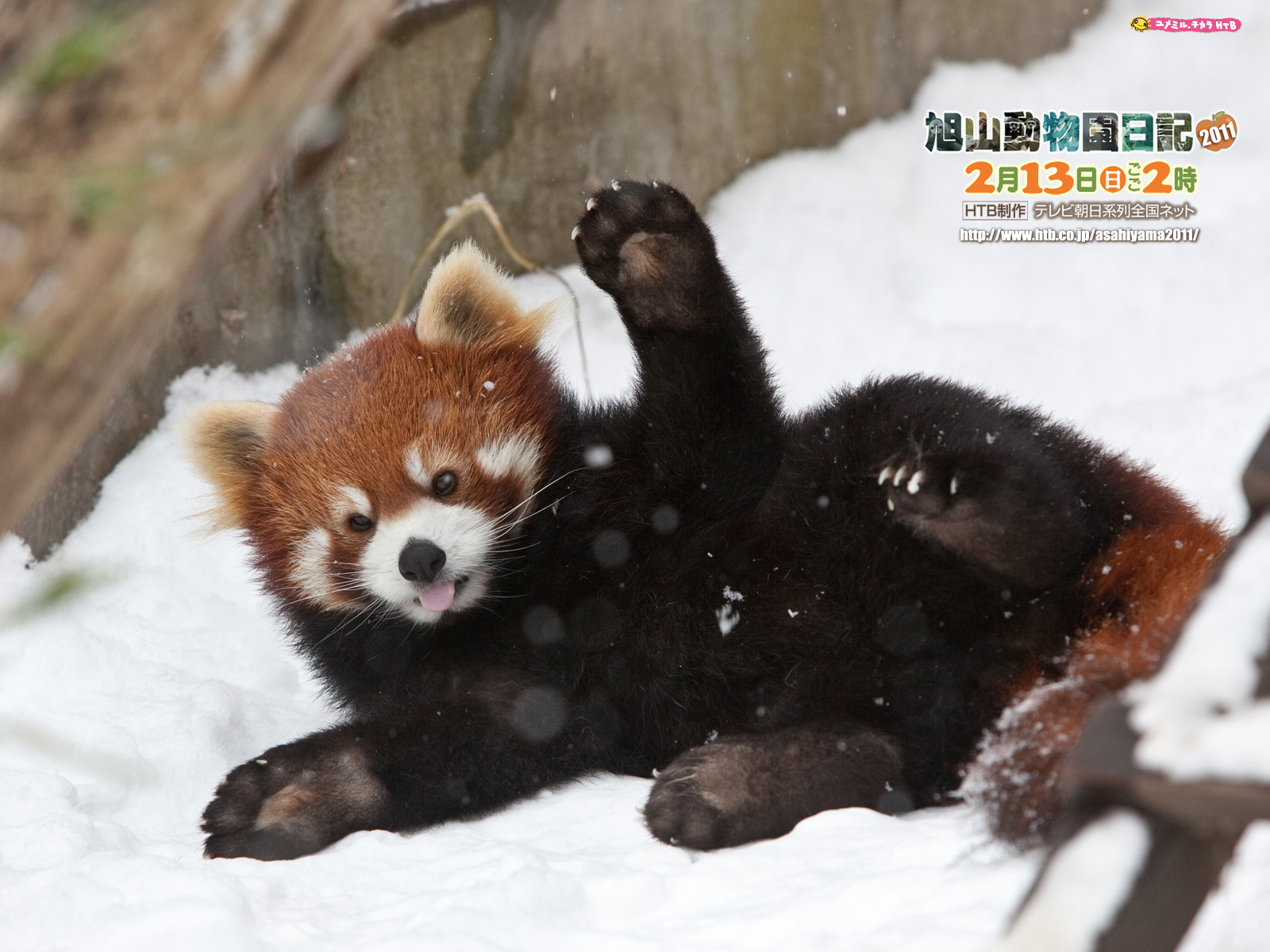 よゐこの旭山動物園日記11