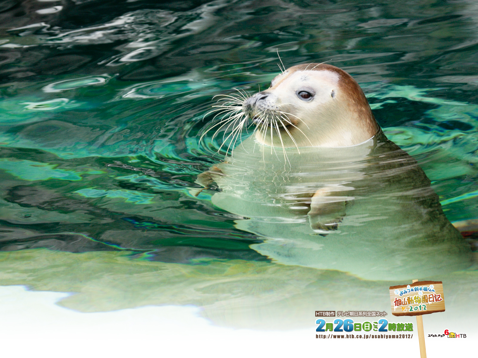 よゐこ 鈴木福くんの旭山動物園日記12