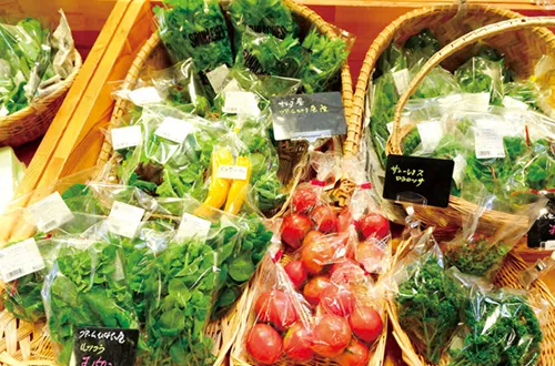 道民の森 神居尻地区 林間キャンプ場