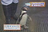 yM̃Zg