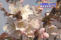 瓇