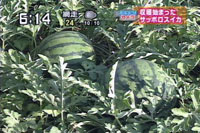 ̃XCJ