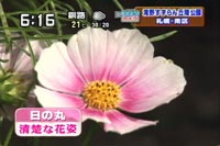 日の丸