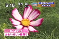 ピコティ