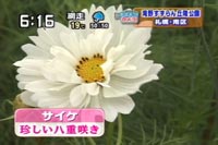 サイケ