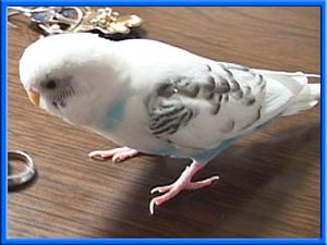 veB