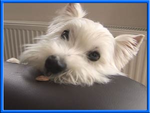 �����Z�f�X�����