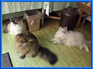 �ԂԂ���񁕃������񁕃�������