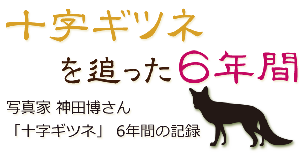 十字ギツネを追った6年間