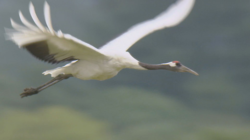 たづ鳴きの里～タンチョウを呼ぶ農民たちの1500日～