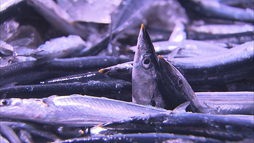 秋刀魚が消えた　サンマのまち