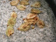 100610g.JPG