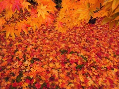 111024e.JPG