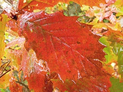 111024f.JPG