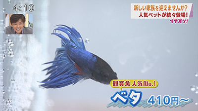 これまでの放送 イチオシ