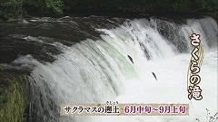 さくらの滝.jpg