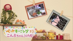 シソとお散歩大好き！ウサギの「こんぶ」ちゃん