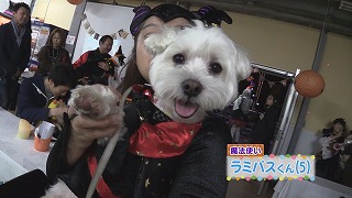 ワンちゃんたちのハロウィンパーティー！