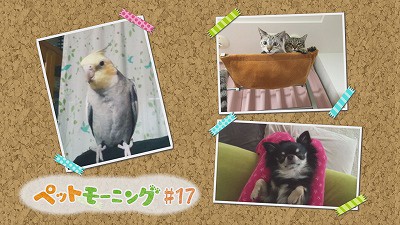 変わった癖をもつペットたち・・・