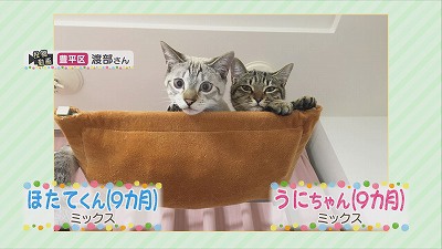 ほたて＆うに①.jpg