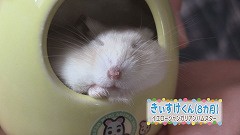 食べるの大好き！かわゆいハムスター