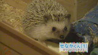 ハリネズミのせなかくん