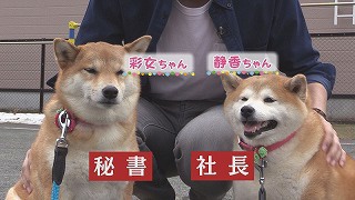 柴犬の静香ちゃん＆彩女ちゃん