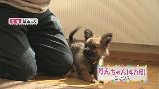 スコティッシュフォールドのレオンくんとミックスのりんちゃん