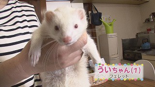 フェレットのういちゃん＆スコティッシュフォールドのコルムちゃん