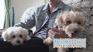 マルチーズ×プードルのそらくん＆ここくん