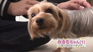 ヨークシャーテリアのみるもちゃん