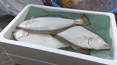 初山別村 ひらめ 16年6月18日 土 放送 イチモニ 初山別村 ひらめ 16年6月18日 土 放送 イチモニ