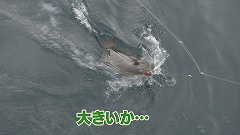 ひらめ釣る.jpg