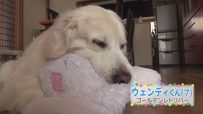 ゴールデンレトリバーのウェンディくん