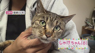 特技は扉あけ！肩のり！しゃけちゃん