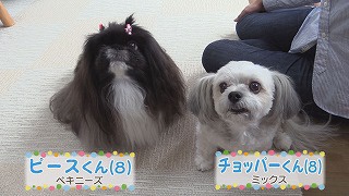 素敵なコンビ　チョッパー＆ピース