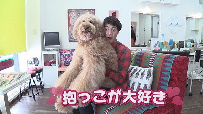 まるフワッ！かわいすぎる美容院の看板犬