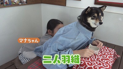 世界６万人以上が愛する柴犬・吾子ちゃん