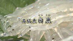 高級魚 白魚.jpg